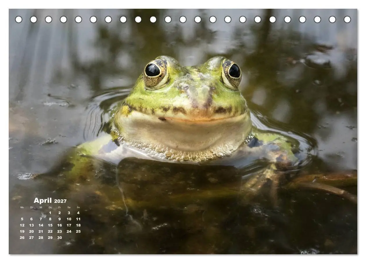 Bild: 9783569742512 | Glückliche Frösche (Tischkalender 2027 DIN A5 quer), CALVENDO...