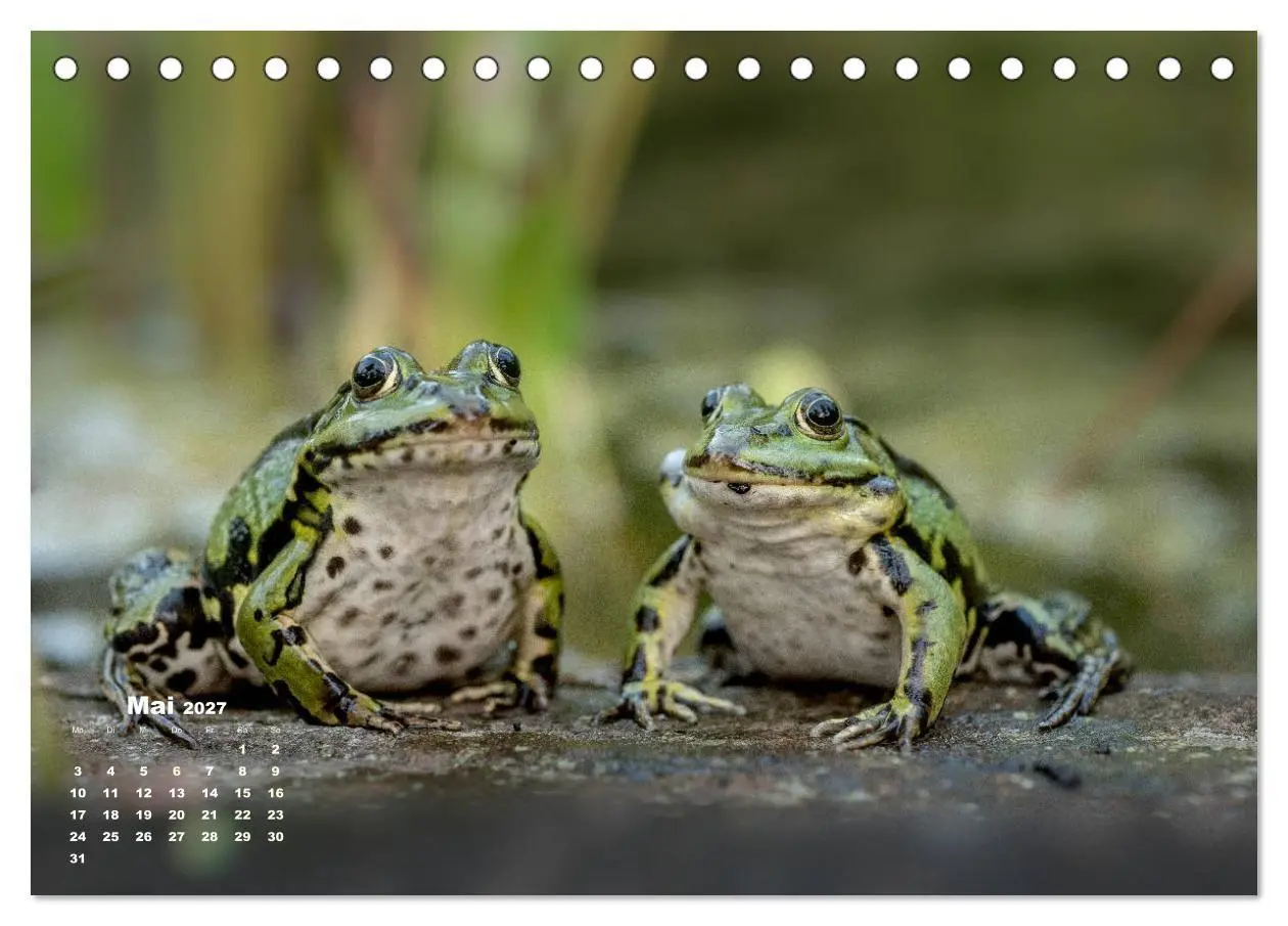 Bild: 9783569742512 | Glückliche Frösche (Tischkalender 2027 DIN A5 quer), CALVENDO...