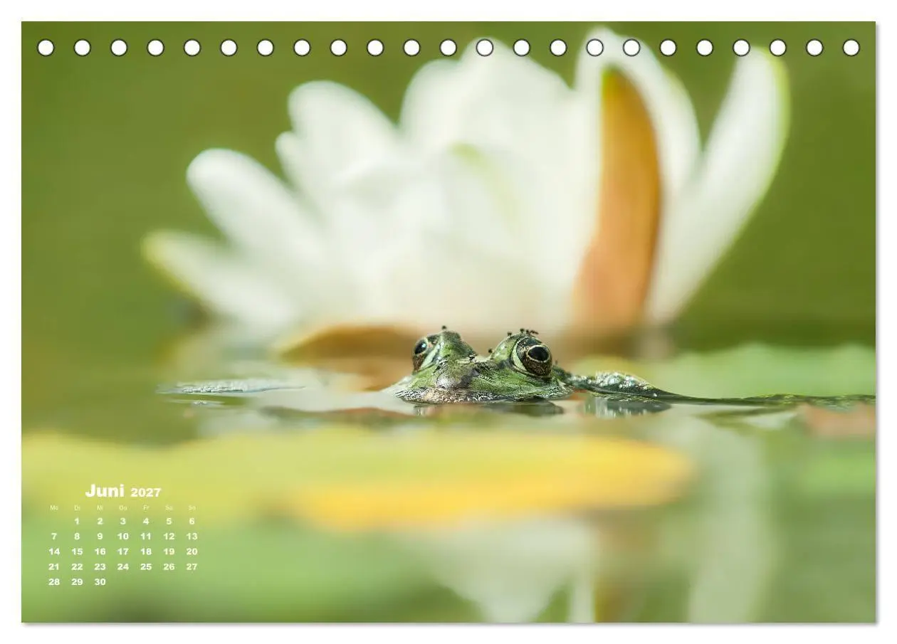 Bild: 9783569742512 | Glückliche Frösche (Tischkalender 2027 DIN A5 quer), CALVENDO...
