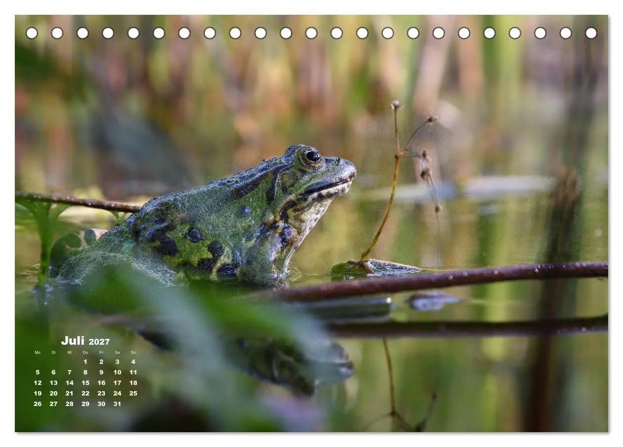 Bild: 9783569742512 | Glückliche Frösche (Tischkalender 2027 DIN A5 quer), CALVENDO...