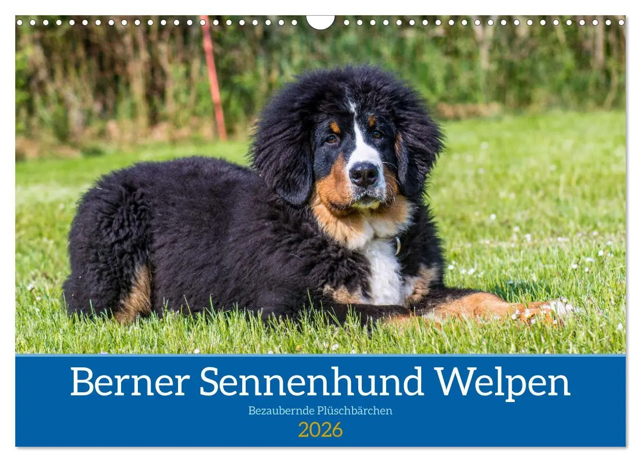 Cover: 9783457552612 | Berner Sennenhund Welpen - Bezaubernde Plüschbärchen (Wandkalender...
