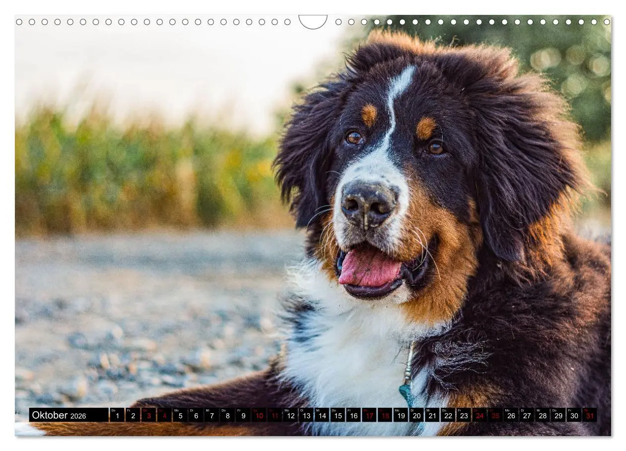 Bild: 9783457552612 | Berner Sennenhund Welpen - Bezaubernde Plüschbärchen (Wandkalender...