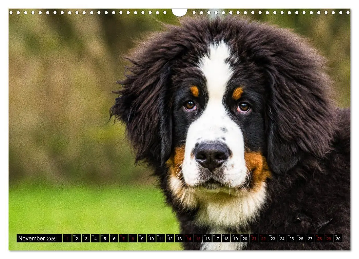 Bild: 9783457552612 | Berner Sennenhund Welpen - Bezaubernde Plüschbärchen (Wandkalender...