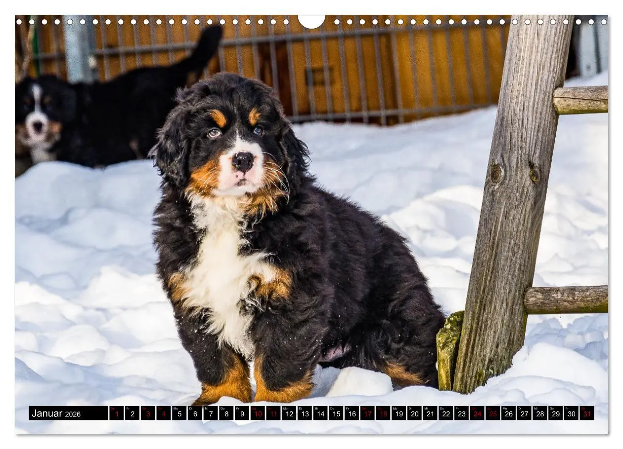 Bild: 9783457552612 | Berner Sennenhund Welpen - Bezaubernde Plüschbärchen (Wandkalender...