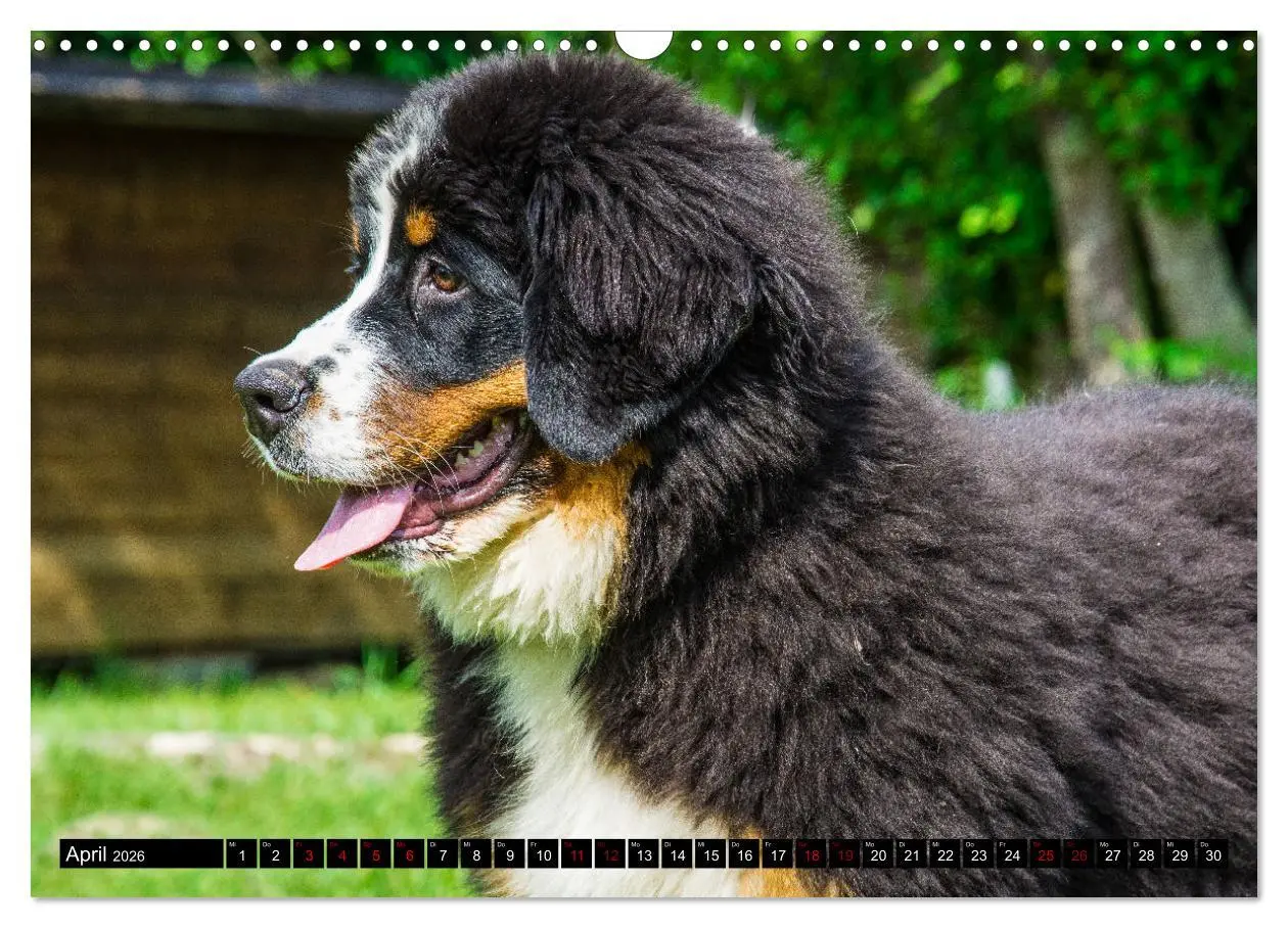 Bild: 9783457552612 | Berner Sennenhund Welpen - Bezaubernde Plüschbärchen (Wandkalender...