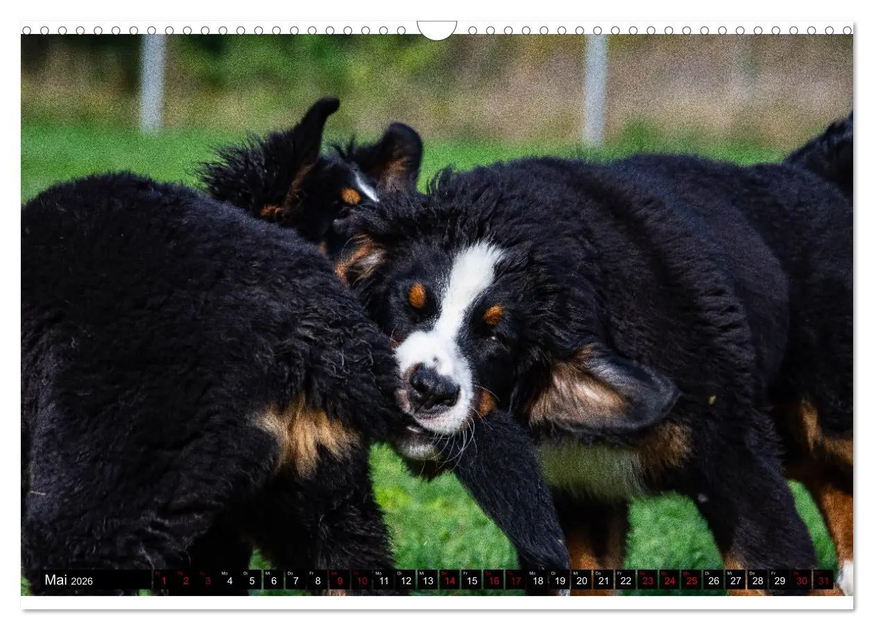 Bild: 9783457552612 | Berner Sennenhund Welpen - Bezaubernde Plüschbärchen (Wandkalender...