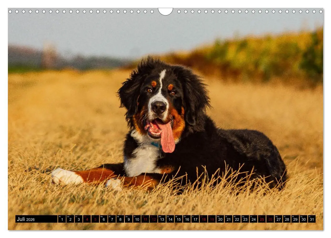 Bild: 9783457552612 | Berner Sennenhund Welpen - Bezaubernde Plüschbärchen (Wandkalender...