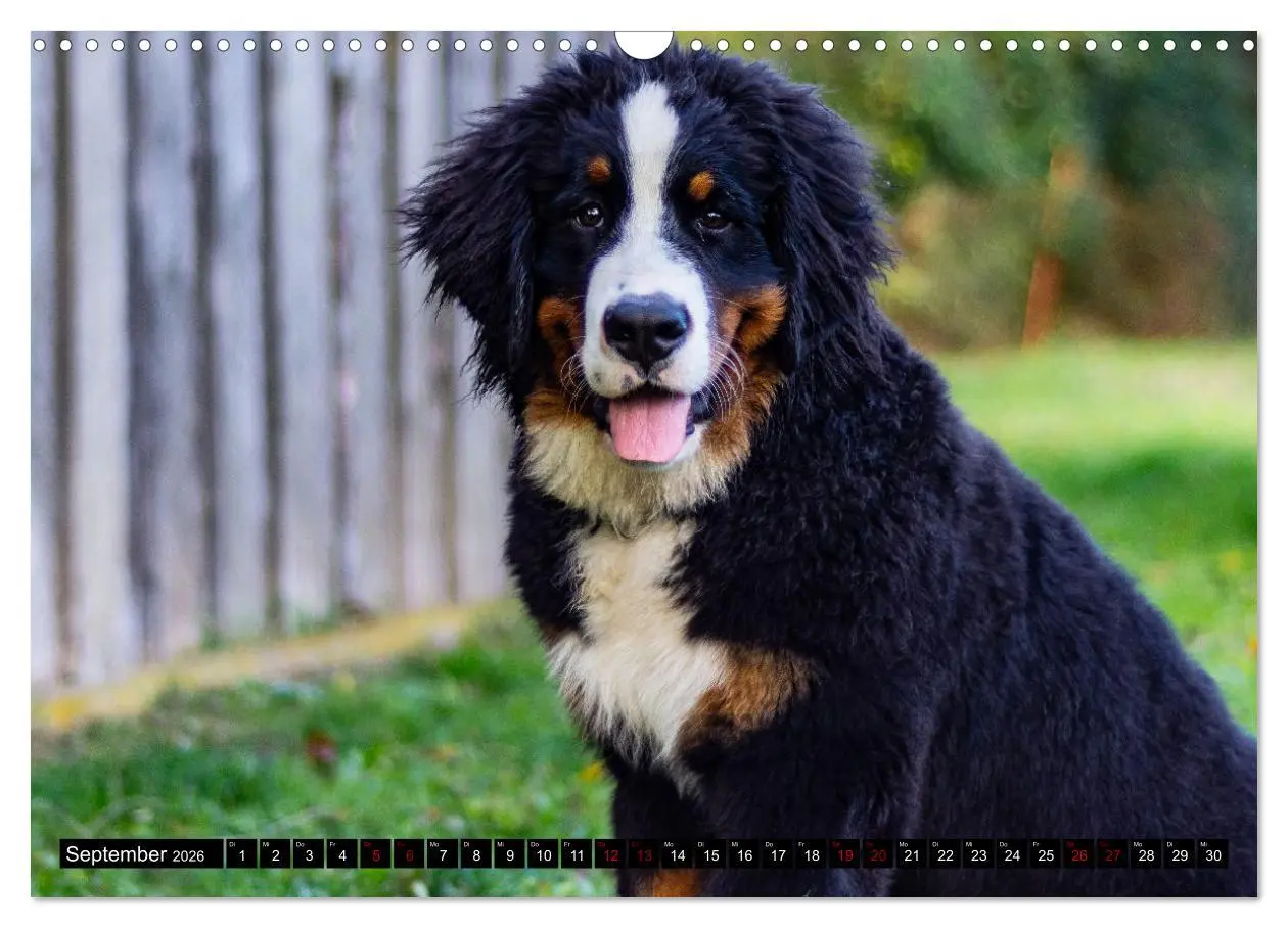 Bild: 9783457552612 | Berner Sennenhund Welpen - Bezaubernde Plüschbärchen (Wandkalender...
