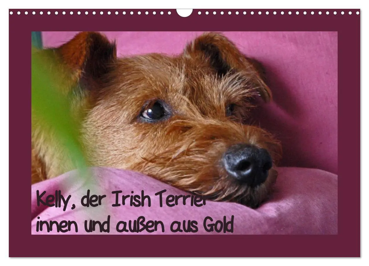 Cover: 9783457932612 | Kelly, der Irish Terrier - innen und außen aus Gold (Wandkalender...