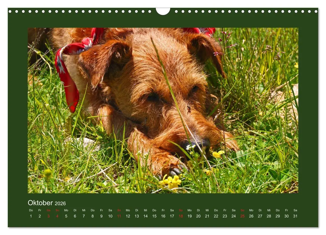 Bild: 9783457932612 | Kelly, der Irish Terrier - innen und außen aus Gold (Wandkalender...
