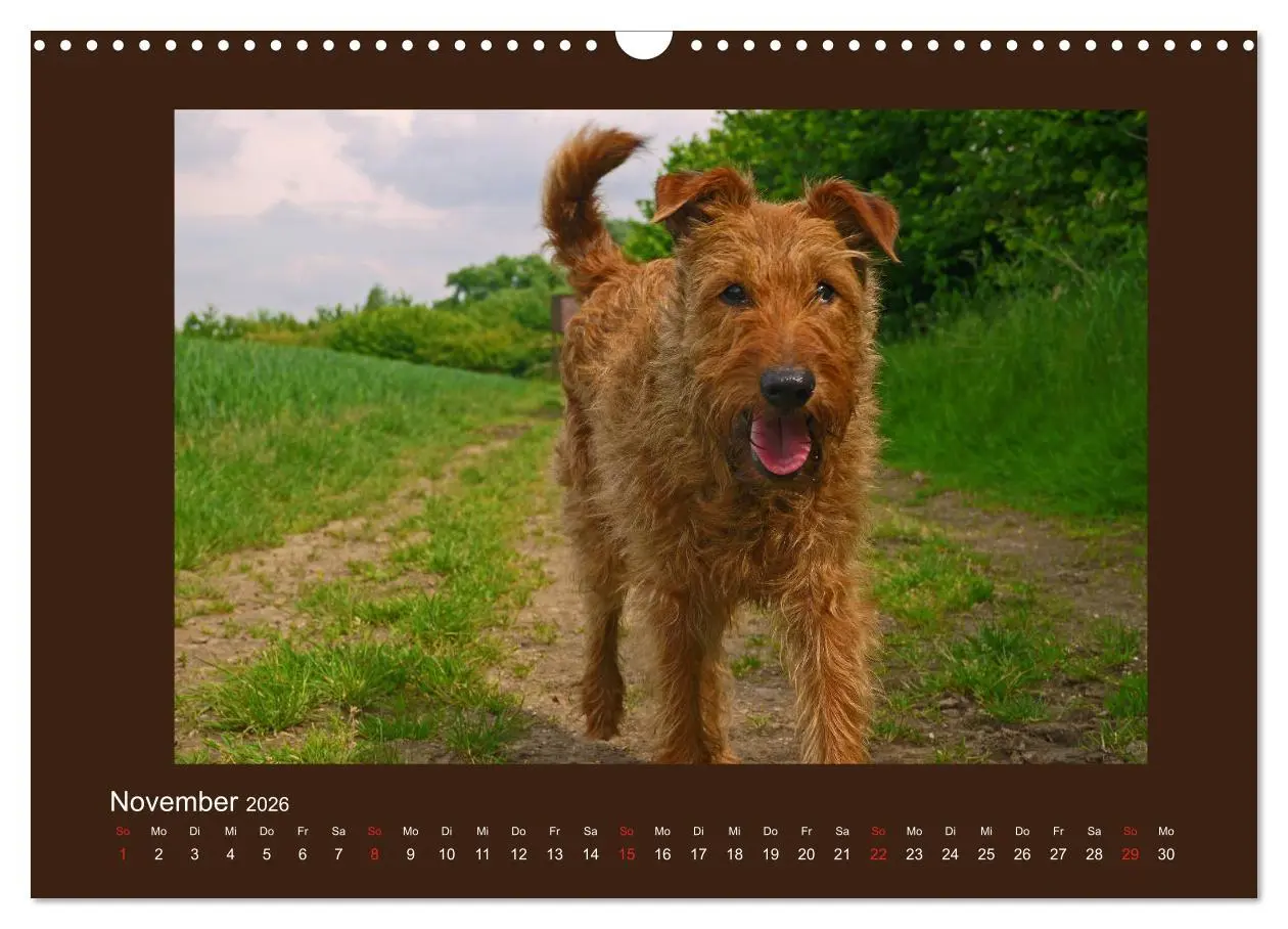 Bild: 9783457932612 | Kelly, der Irish Terrier - innen und außen aus Gold (Wandkalender...