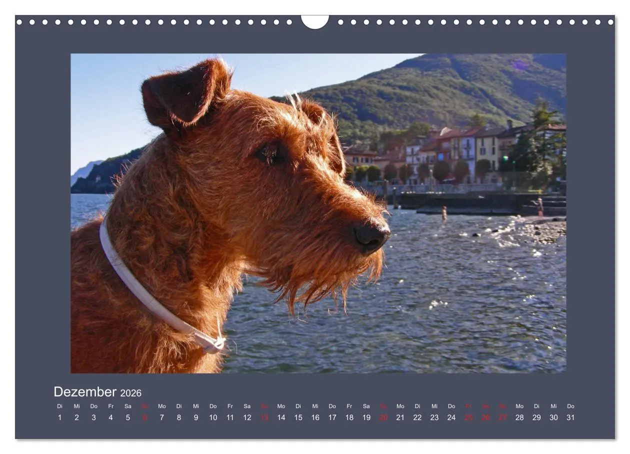Bild: 9783457932612 | Kelly, der Irish Terrier - innen und außen aus Gold (Wandkalender...