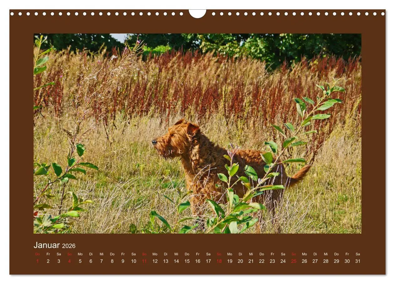 Bild: 9783457932612 | Kelly, der Irish Terrier - innen und außen aus Gold (Wandkalender...
