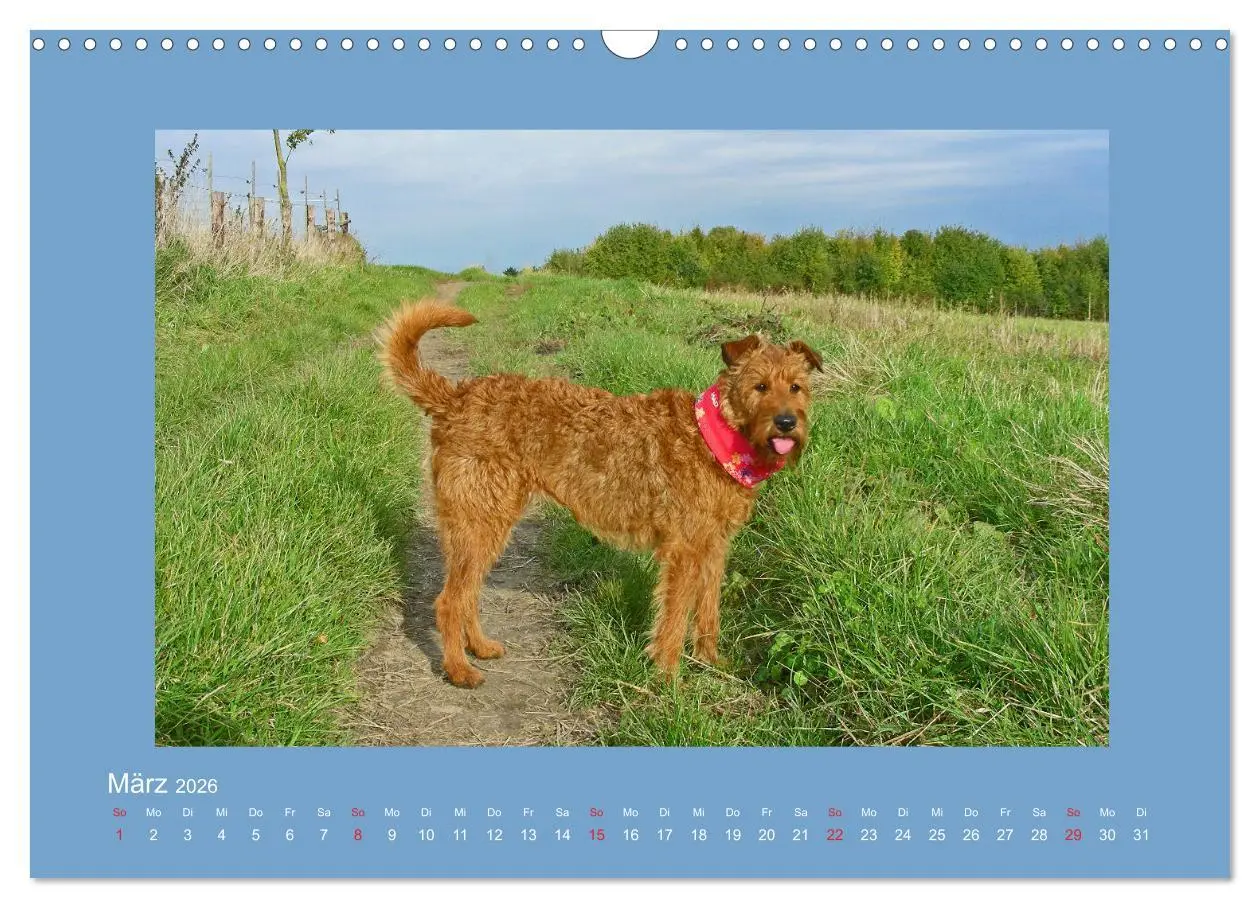 Bild: 9783457932612 | Kelly, der Irish Terrier - innen und außen aus Gold (Wandkalender...