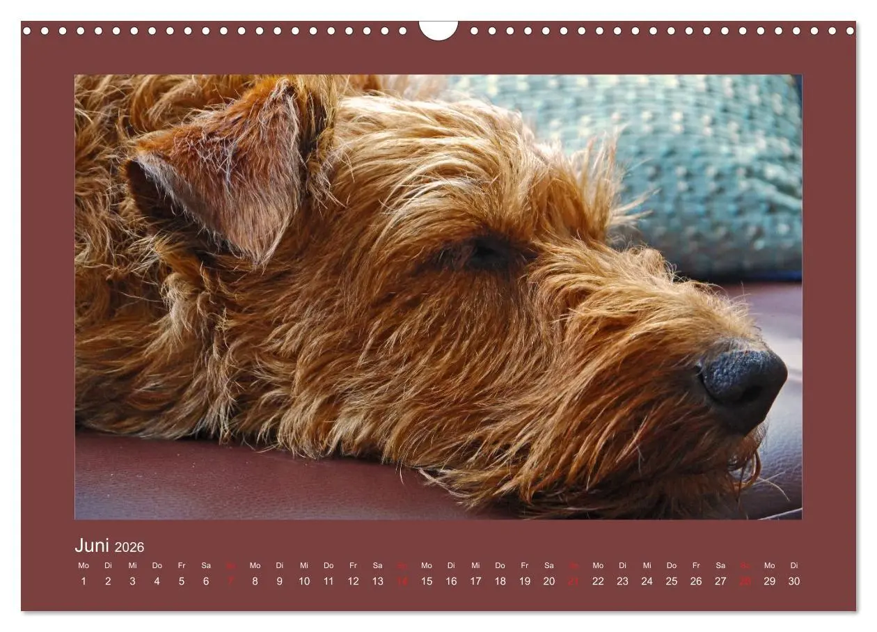 Bild: 9783457932612 | Kelly, der Irish Terrier - innen und außen aus Gold (Wandkalender...