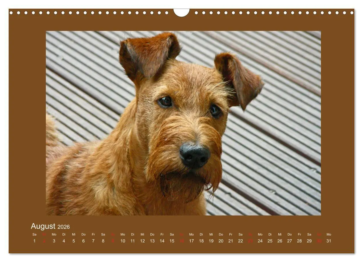 Bild: 9783457932612 | Kelly, der Irish Terrier - innen und außen aus Gold (Wandkalender...
