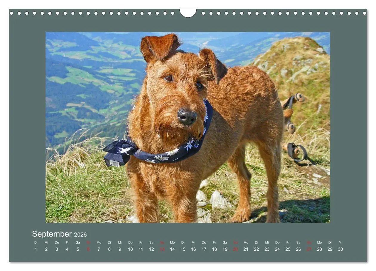 Bild: 9783457932612 | Kelly, der Irish Terrier - innen und außen aus Gold (Wandkalender...