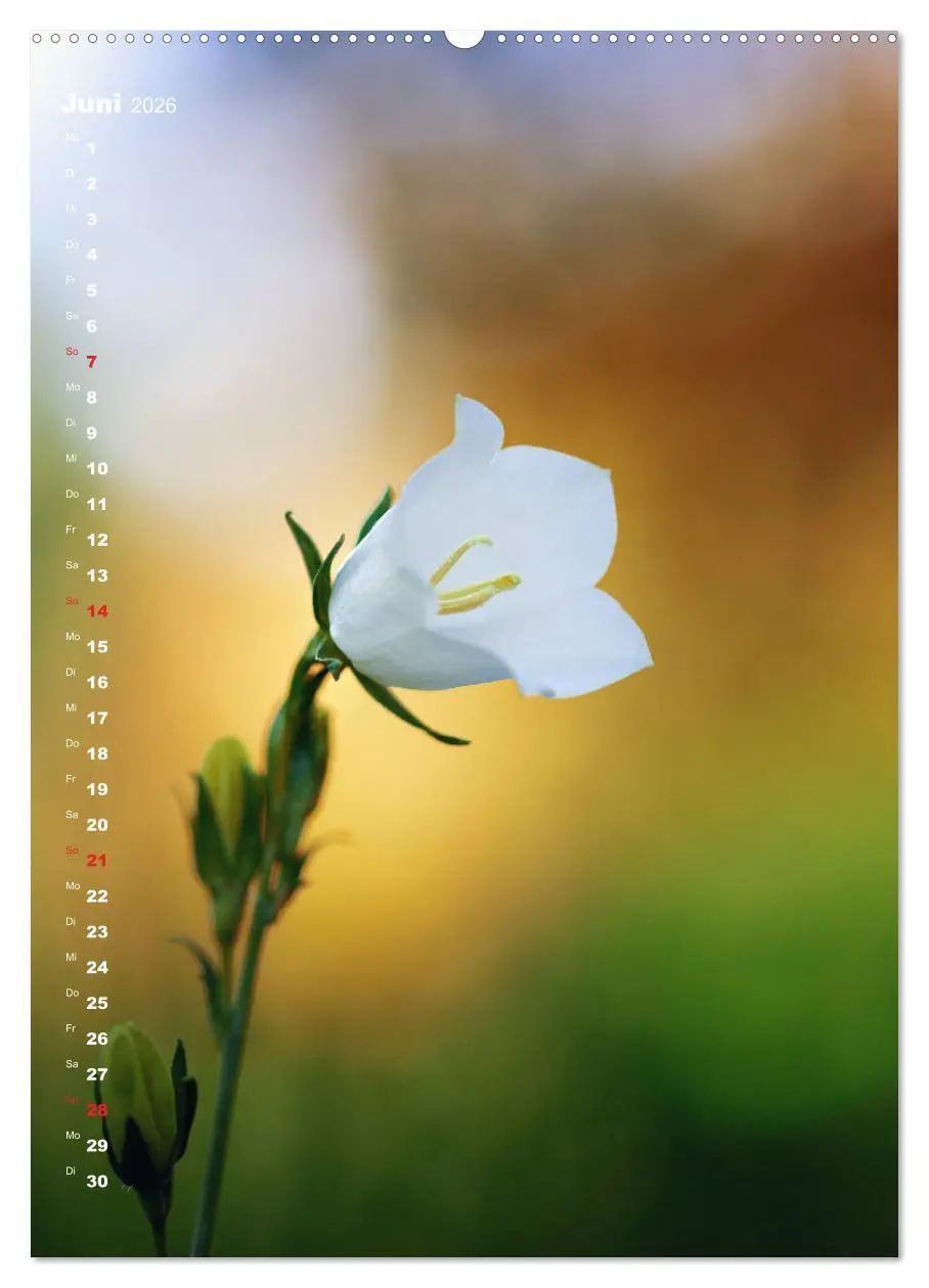 Bild: 9783516402612 | Colors of Nature (Wandkalender 2026 DIN A2 hoch), CALVENDO...