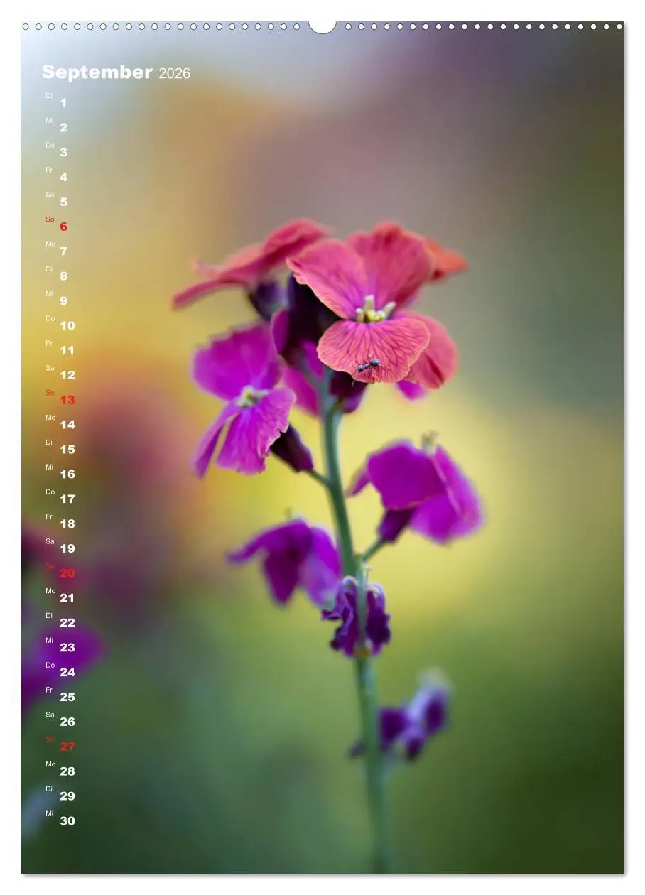 Bild: 9783516402612 | Colors of Nature (Wandkalender 2026 DIN A2 hoch), CALVENDO...