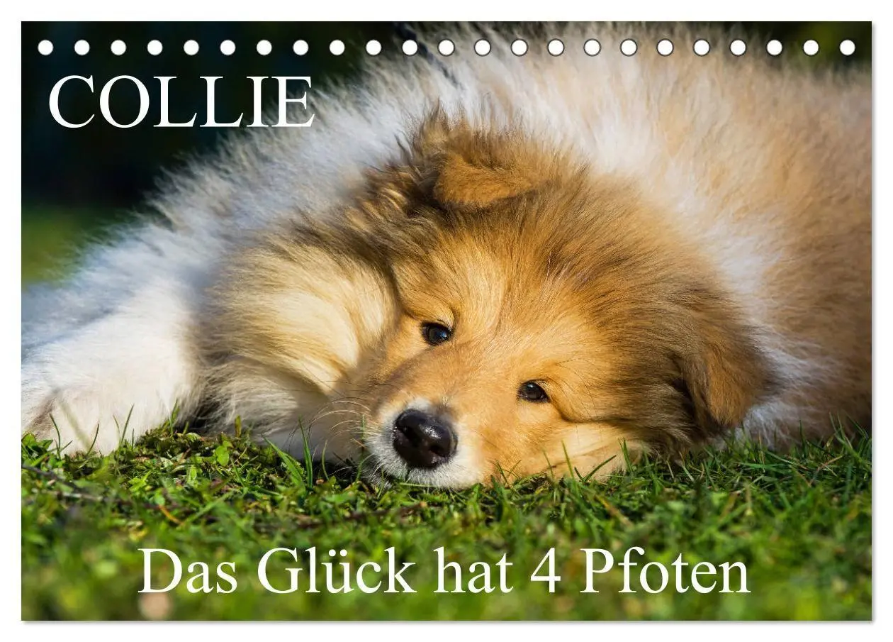 Cover: 9783569732612 | Collie - Das Glück hat 4 Pfoten (Tischkalender 2027 DIN A5 quer),...