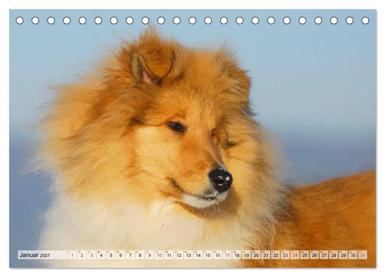 Bild: 9783569732612 | Collie - Das Glück hat 4 Pfoten (Tischkalender 2027 DIN A5 quer),...