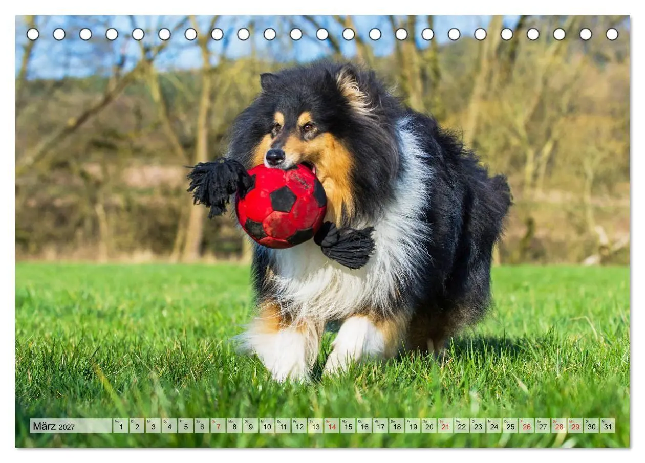 Bild: 9783569732612 | Collie - Das Glück hat 4 Pfoten (Tischkalender 2027 DIN A5 quer),...