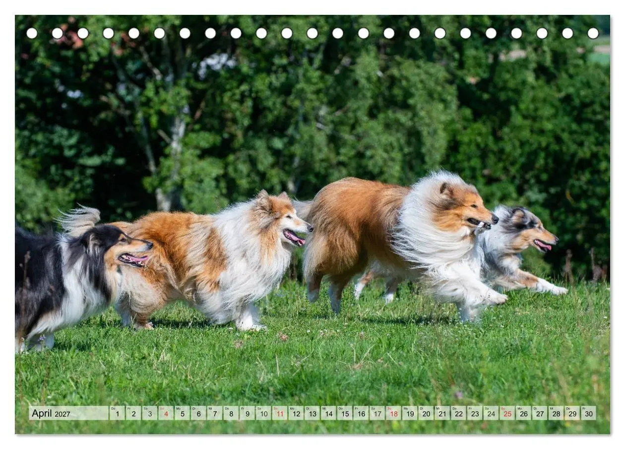Bild: 9783569732612 | Collie - Das Glück hat 4 Pfoten (Tischkalender 2027 DIN A5 quer),...