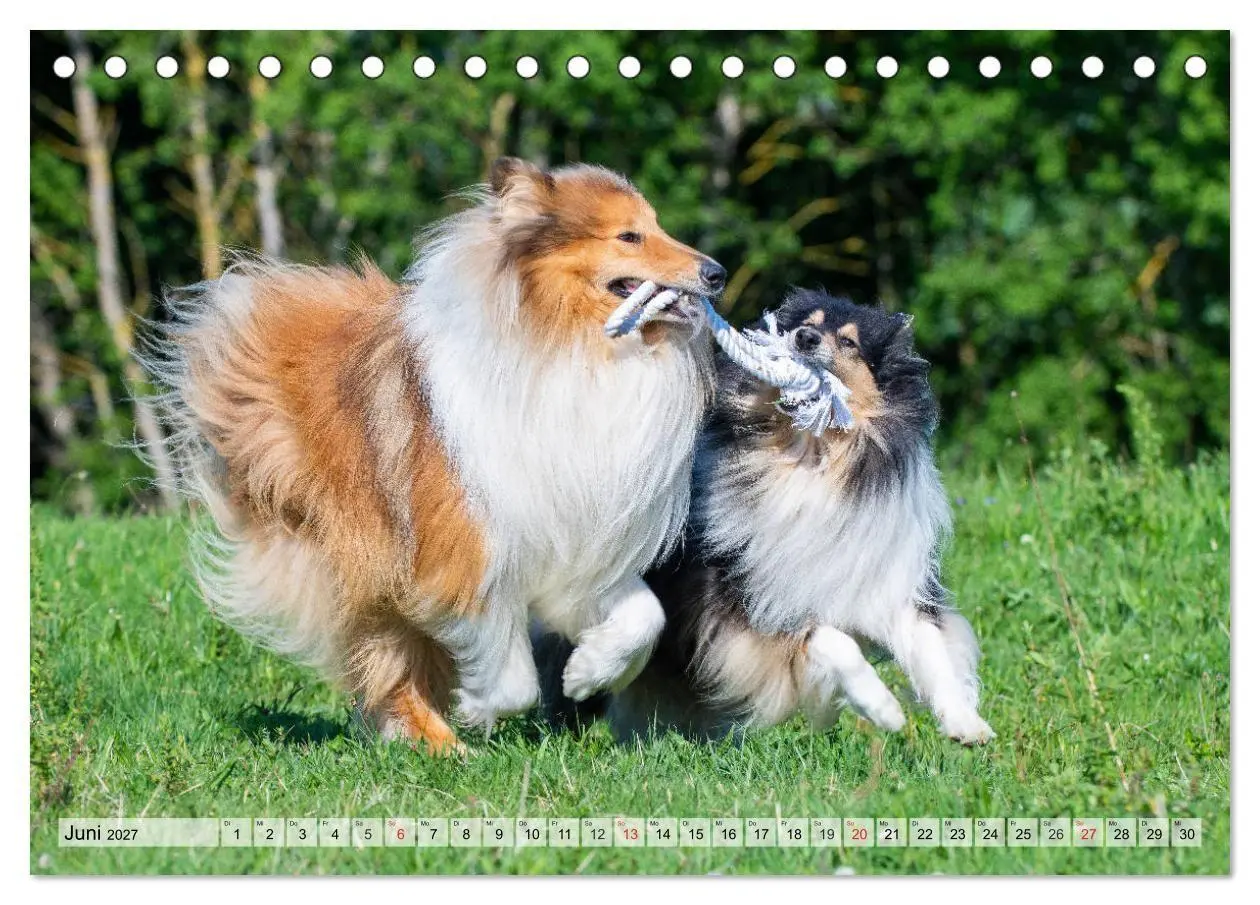 Bild: 9783569732612 | Collie - Das Glück hat 4 Pfoten (Tischkalender 2027 DIN A5 quer),...