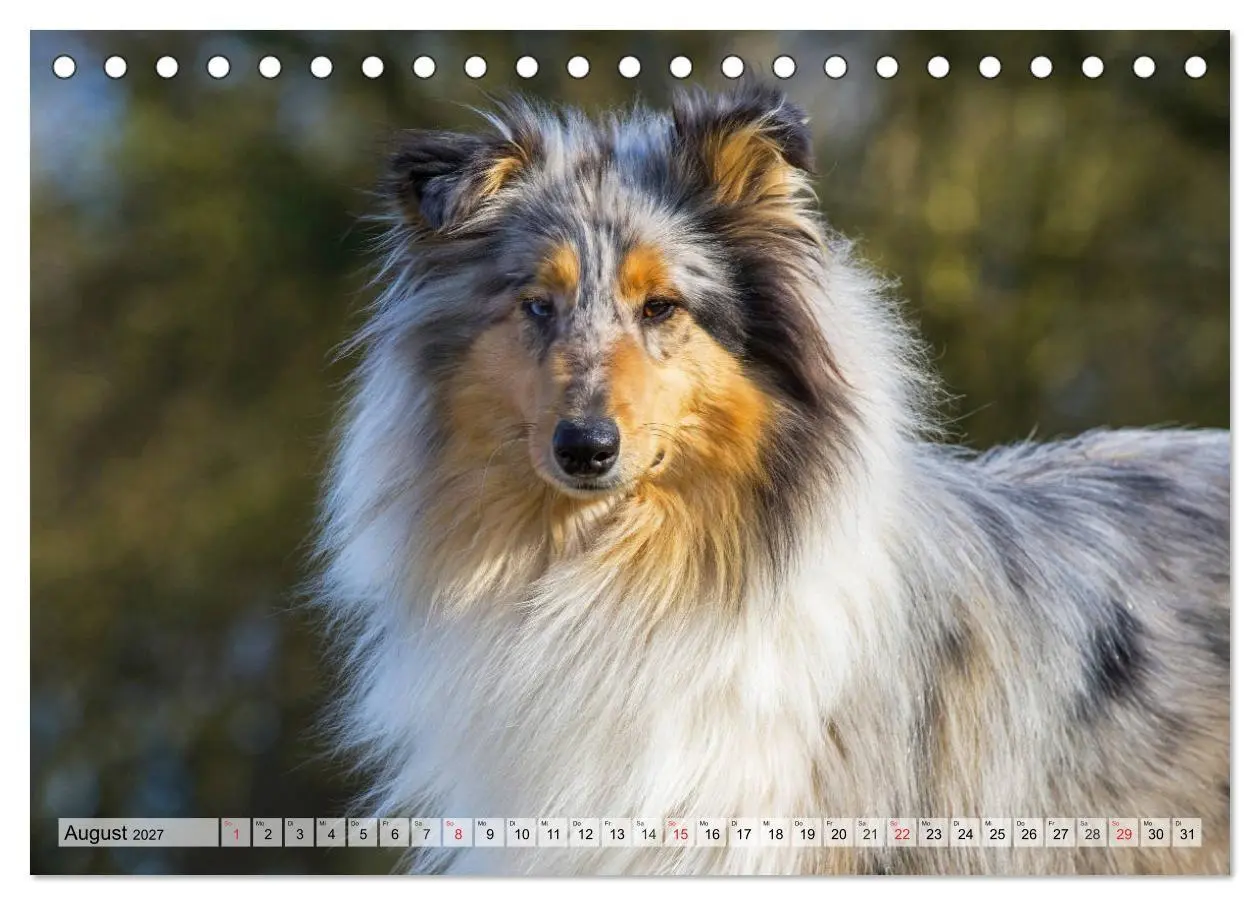 Bild: 9783569732612 | Collie - Das Glück hat 4 Pfoten (Tischkalender 2027 DIN A5 quer),...