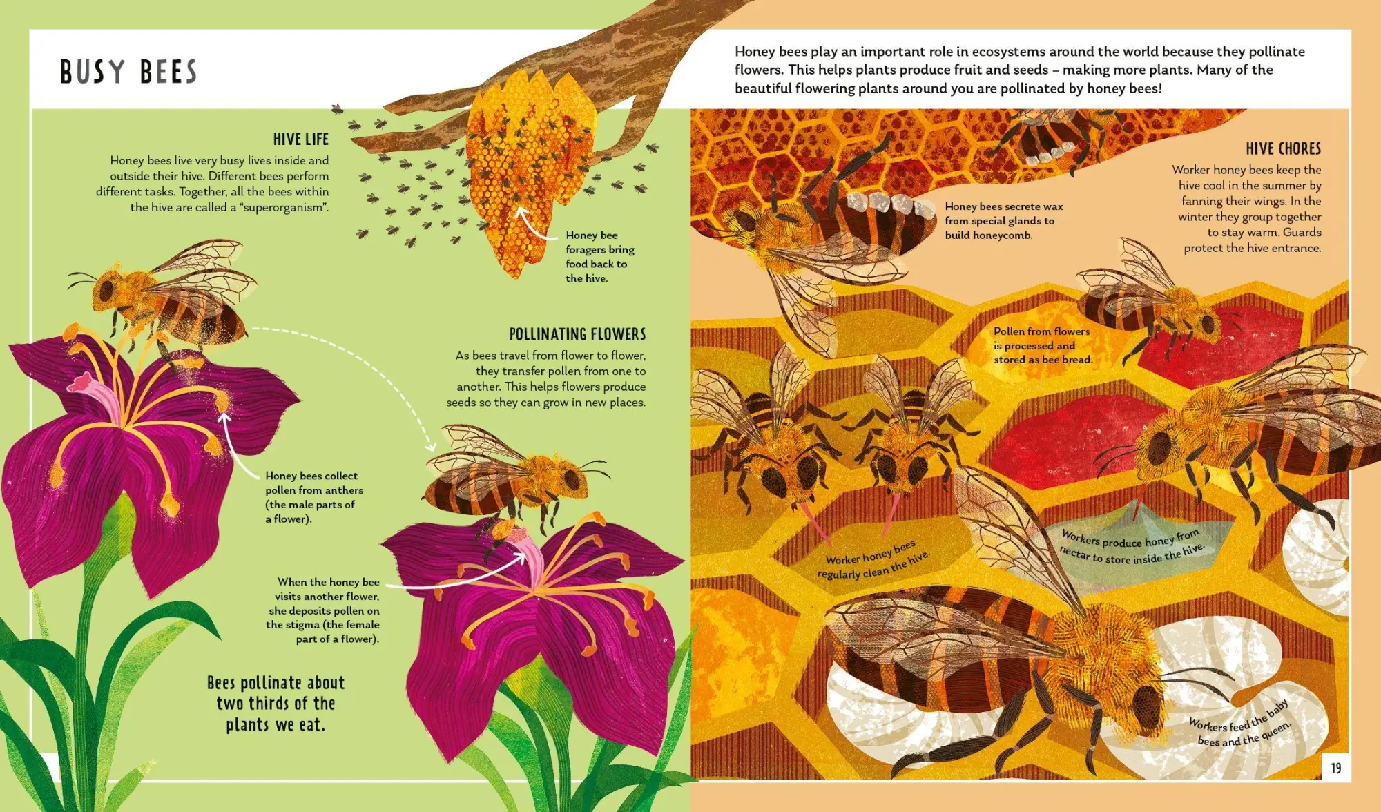 Bild: 9781838992712 | Honey Bee (Young Zoologist) | Neon Squid (u. a.) | Buch | Gebunden