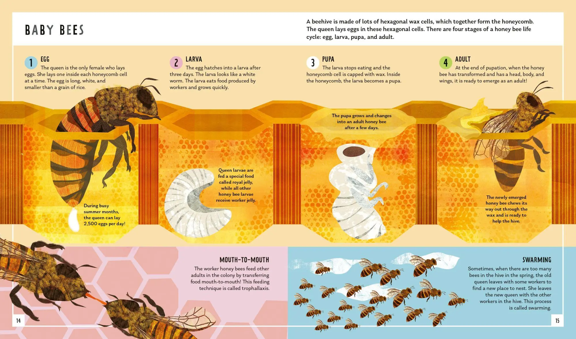 Bild: 9781838992712 | Honey Bee (Young Zoologist) | Neon Squid (u. a.) | Buch | Gebunden