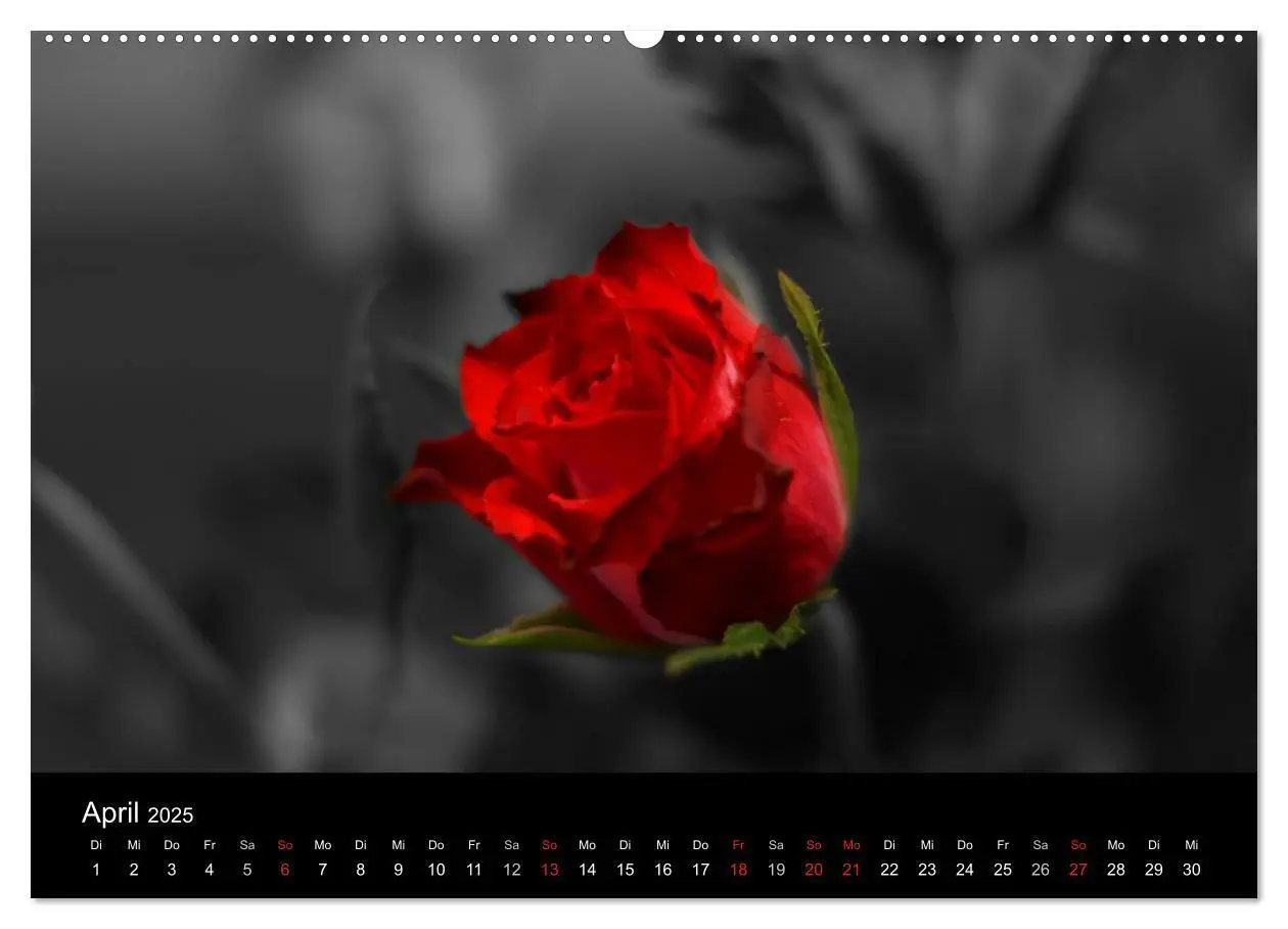 Bild: 9783435752812 | schwarz/weiß trifft farbe (Wandkalender 2025 DIN A2 quer), CALVENDO...