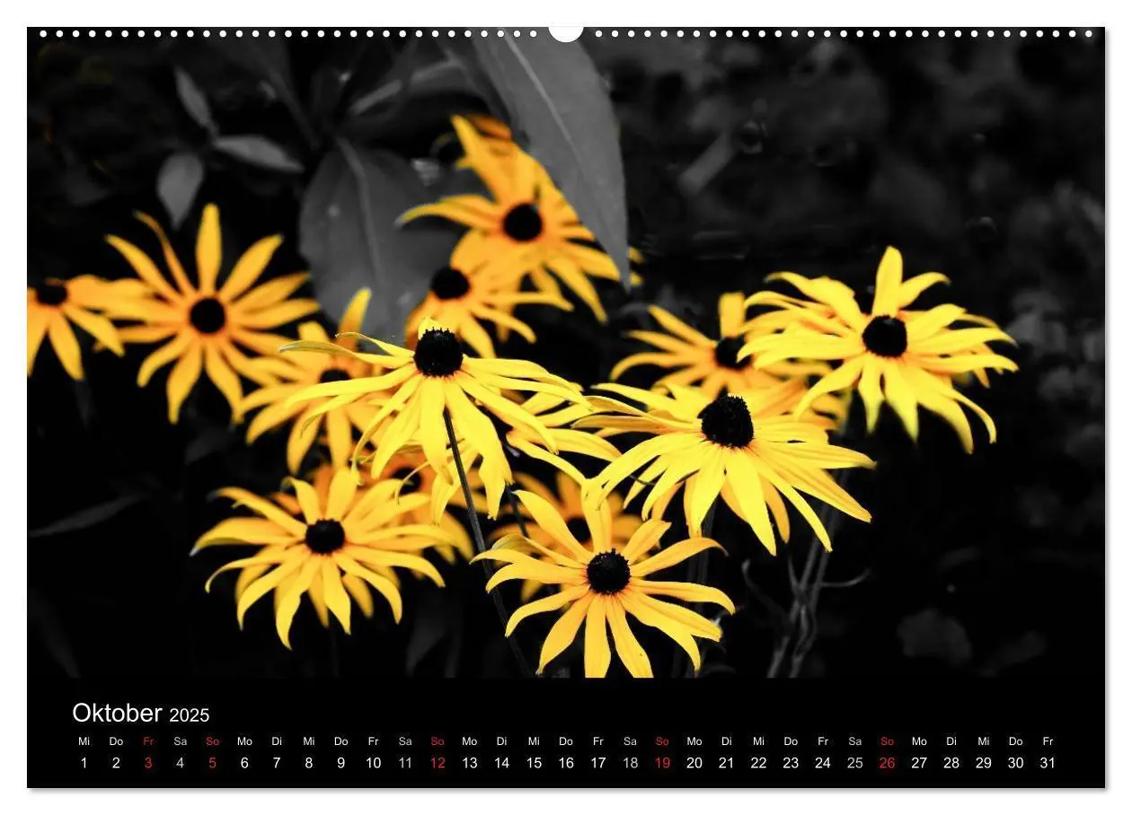 Bild: 9783435752812 | schwarz/weiß trifft farbe (Wandkalender 2025 DIN A2 quer), CALVENDO...