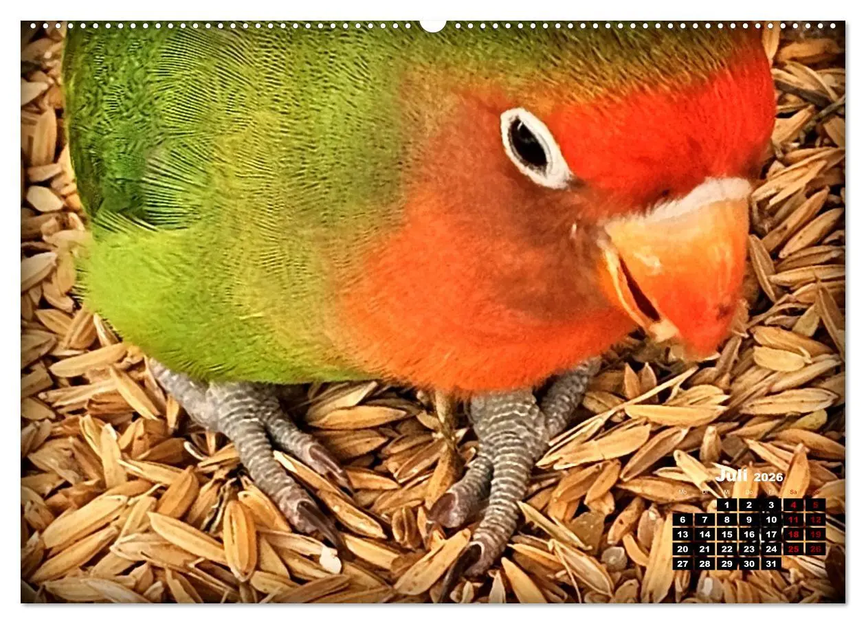 Bild: 9783457392812 | Die Unzertrennlichen (hochwertiger Premium Wandkalender 2026 DIN A2...