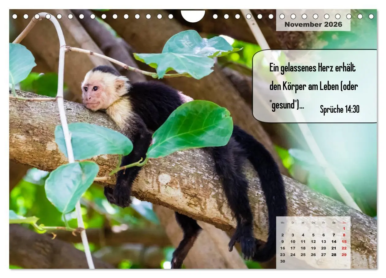 Bild: 9783457692912 | Bibelzitate, die Mut machen! (Wandkalender 2026 DIN A4 quer),...