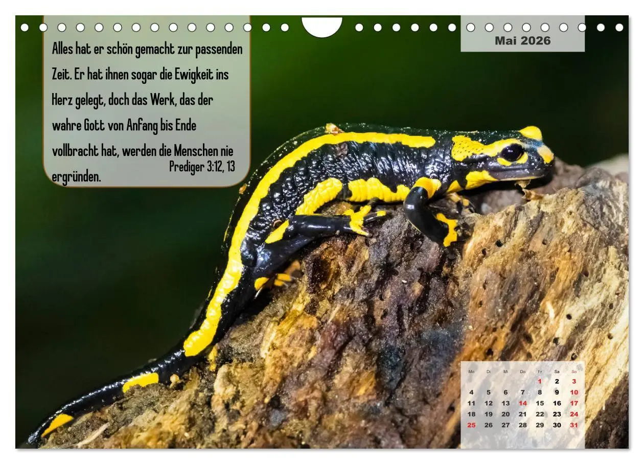Bild: 9783457692912 | Bibelzitate, die Mut machen! (Wandkalender 2026 DIN A4 quer),...