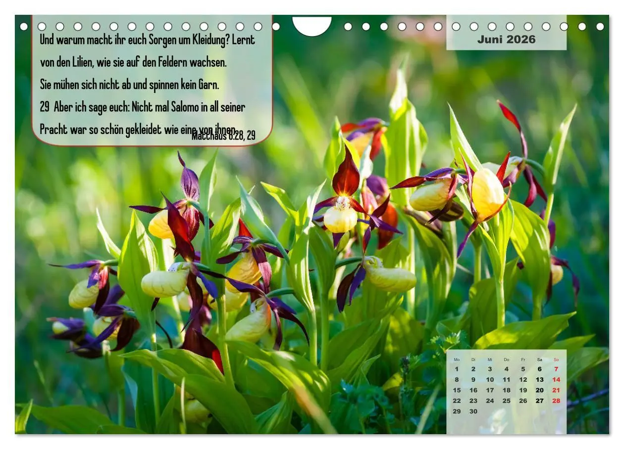 Bild: 9783457692912 | Bibelzitate, die Mut machen! (Wandkalender 2026 DIN A4 quer),...