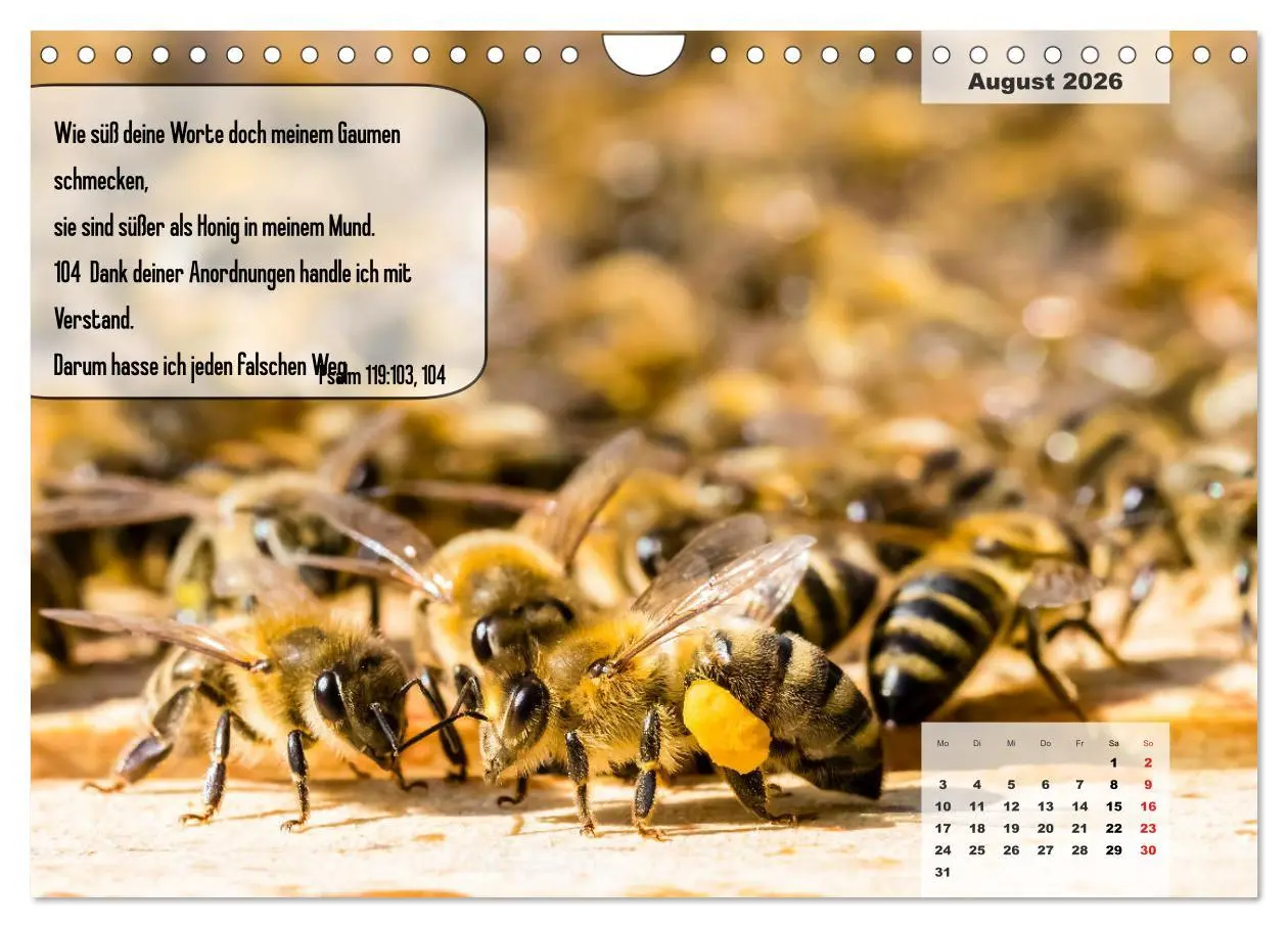 Bild: 9783457692912 | Bibelzitate, die Mut machen! (Wandkalender 2026 DIN A4 quer),...
