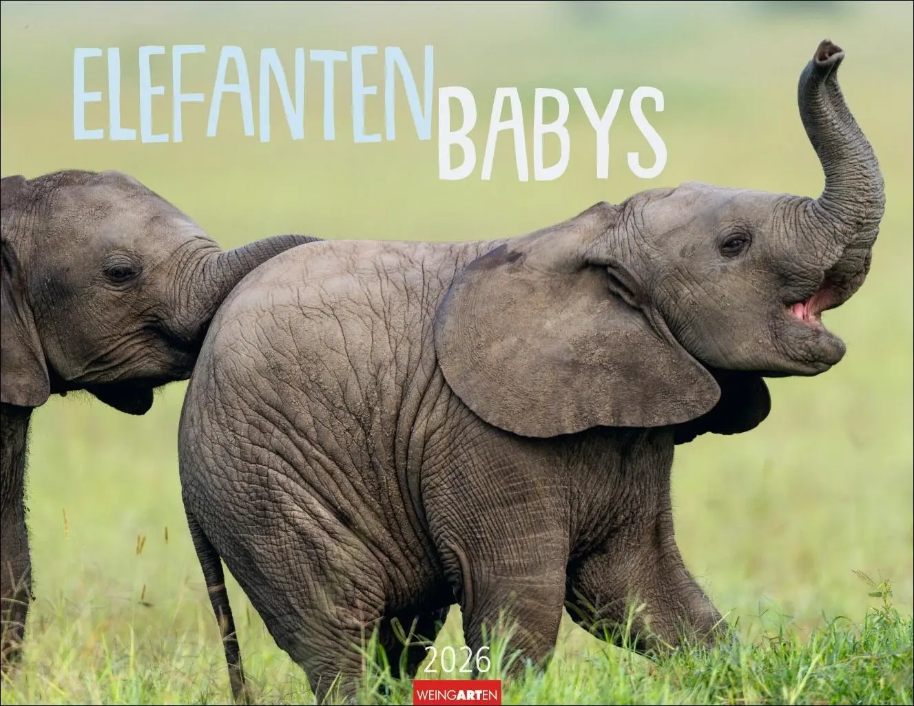 Cover: 9783839902912 | Elefantenbabys Kalender 2026 | Kalender | Spiralbindung | 14 S. | 2026