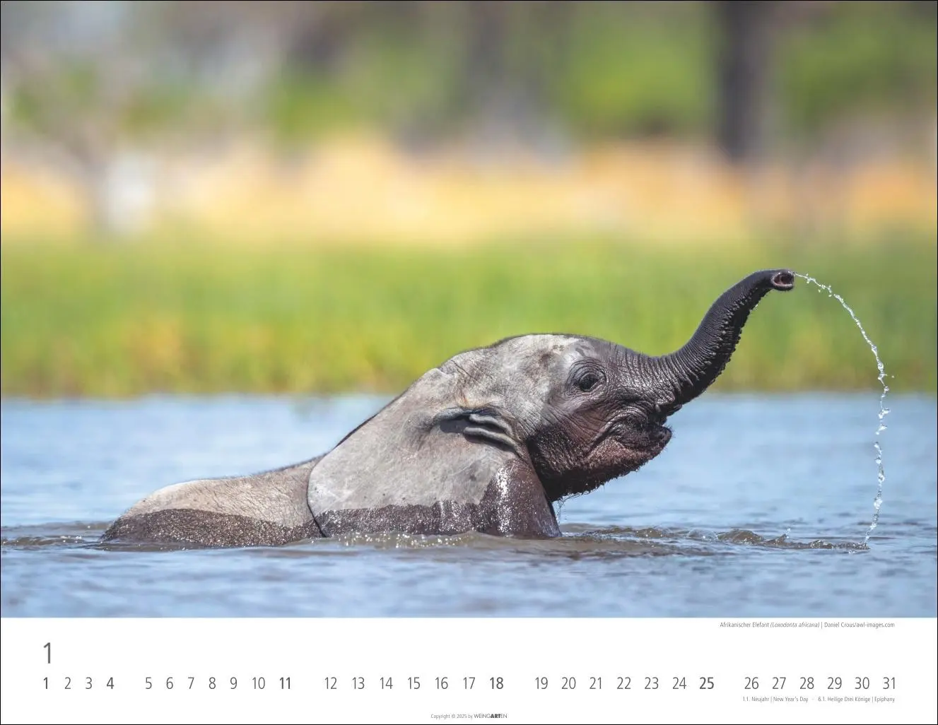 Bild: 9783839902912 | Elefantenbabys Kalender 2026 | Kalender | Spiralbindung | 14 S. | 2026