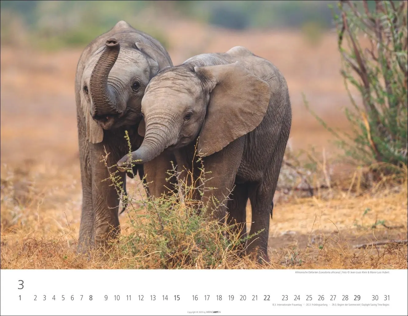 Bild: 9783839902912 | Elefantenbabys Kalender 2026 | Kalender | Spiralbindung | 14 S. | 2026