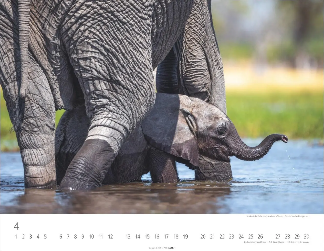 Bild: 9783839902912 | Elefantenbabys Kalender 2026 | Kalender | Spiralbindung | 14 S. | 2026