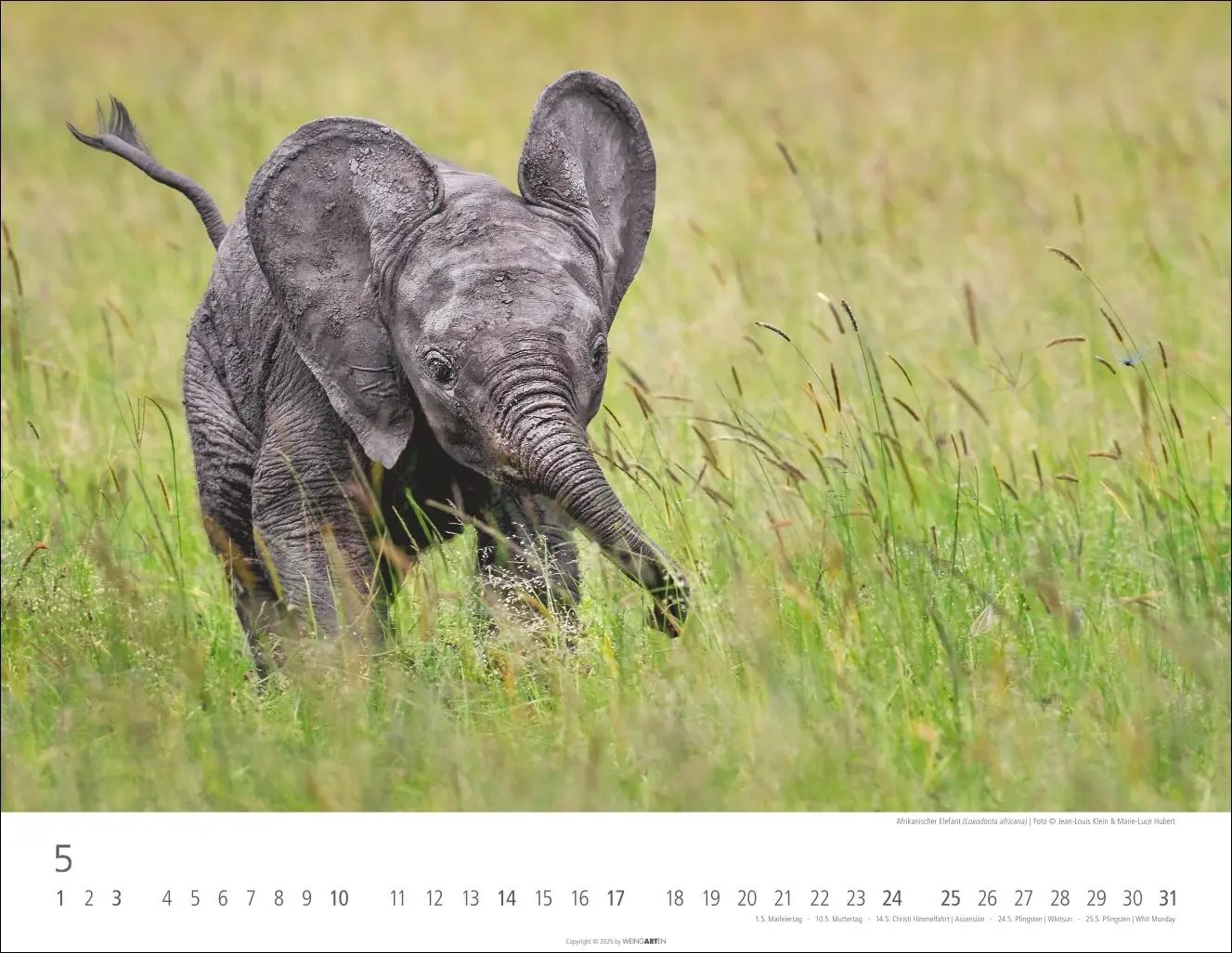 Bild: 9783839902912 | Elefantenbabys Kalender 2026 | Kalender | Spiralbindung | 14 S. | 2026