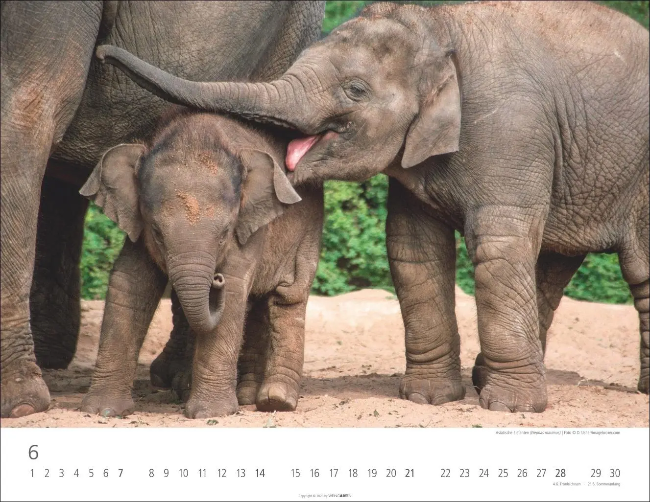 Bild: 9783839902912 | Elefantenbabys Kalender 2026 | Kalender | Spiralbindung | 14 S. | 2026