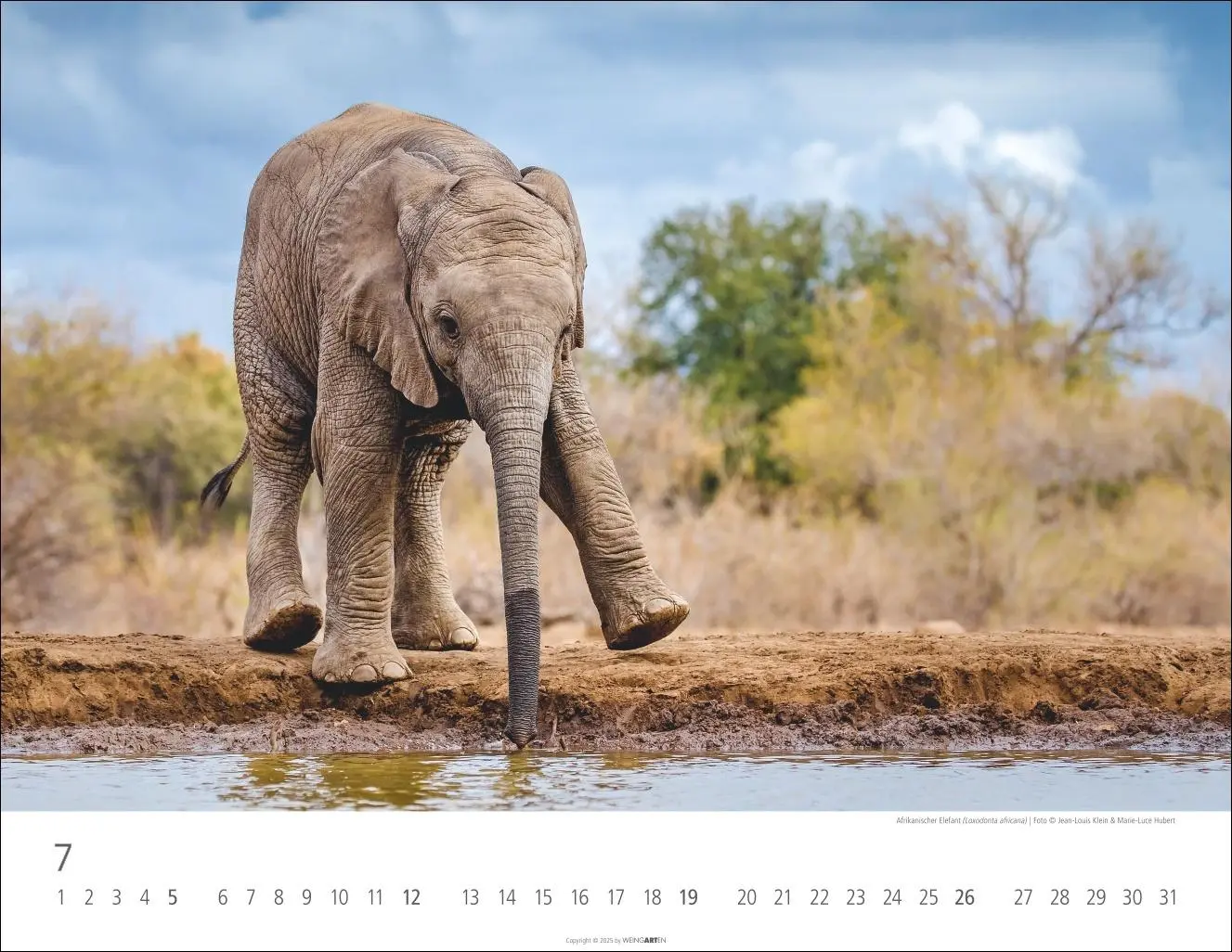 Bild: 9783839902912 | Elefantenbabys Kalender 2026 | Kalender | Spiralbindung | 14 S. | 2026