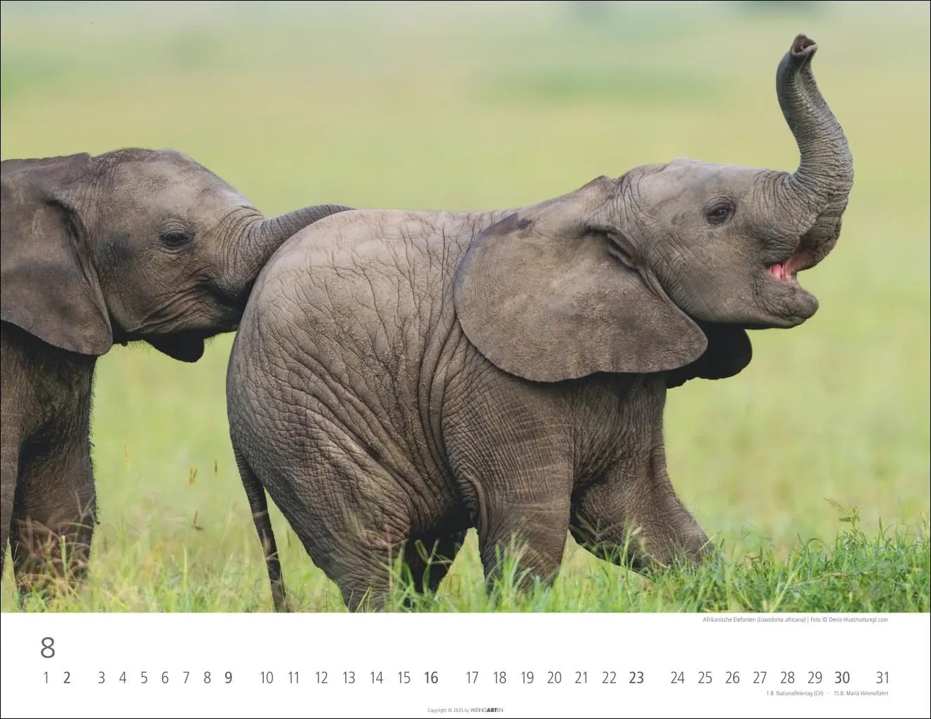 Bild: 9783839902912 | Elefantenbabys Kalender 2026 | Kalender | Spiralbindung | 14 S. | 2026