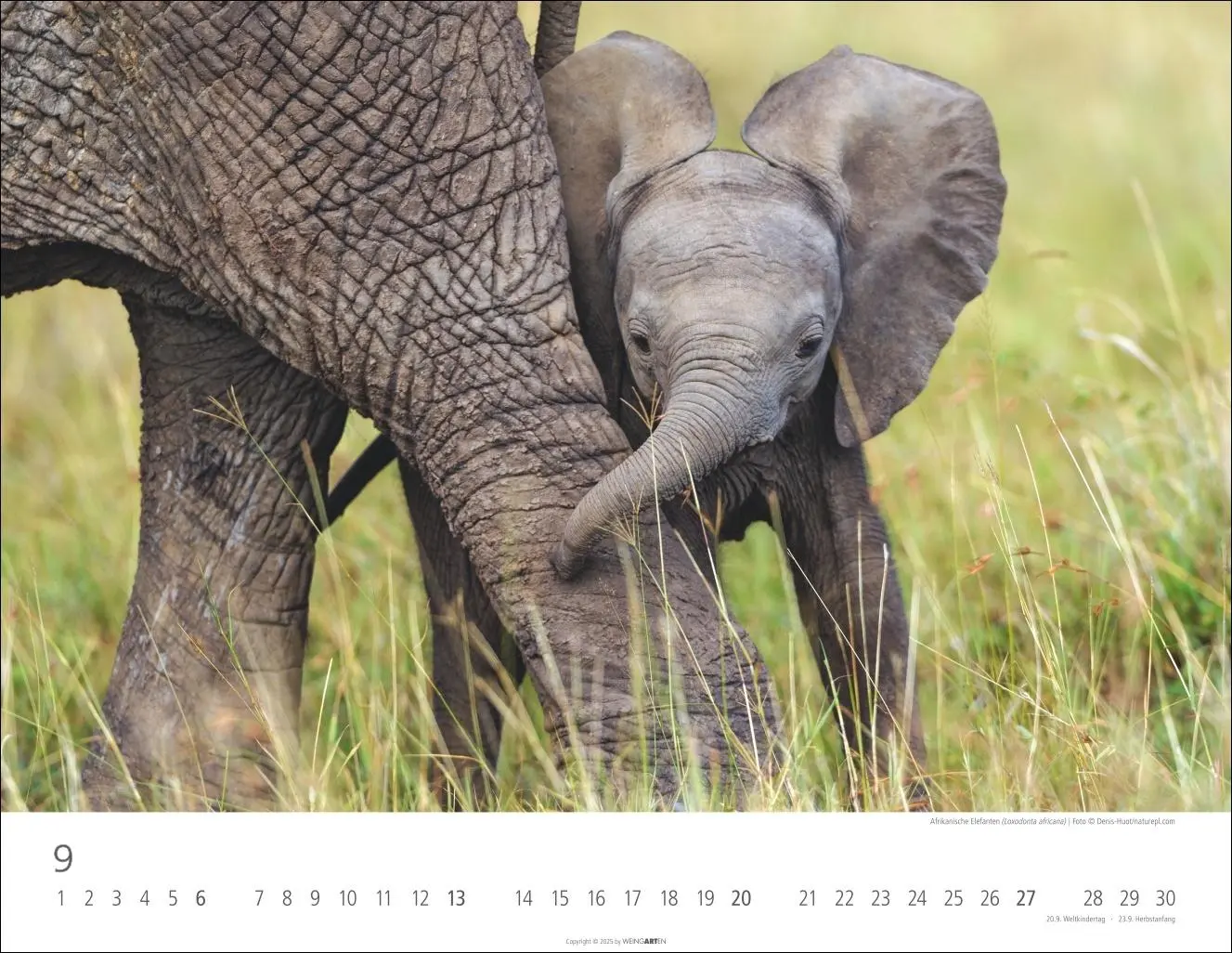 Bild: 9783839902912 | Elefantenbabys Kalender 2026 | Kalender | Spiralbindung | 14 S. | 2026