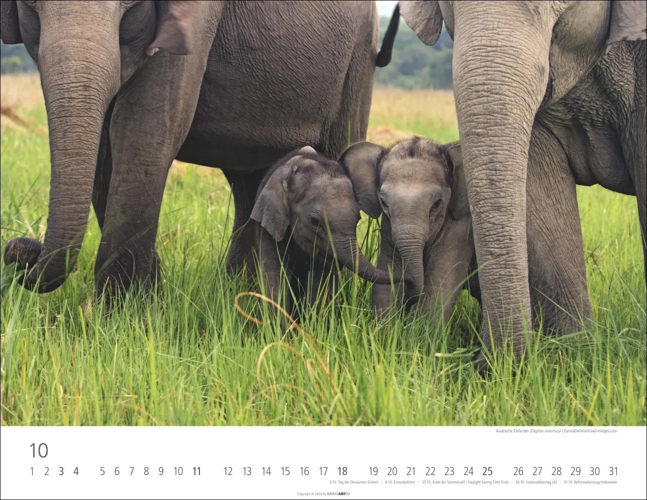 Bild: 9783839902912 | Elefantenbabys Kalender 2026 | Kalender | Spiralbindung | 14 S. | 2026