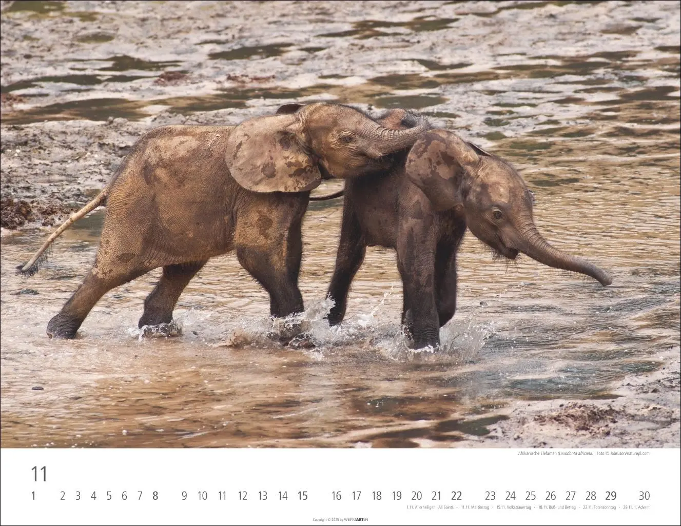 Bild: 9783839902912 | Elefantenbabys Kalender 2026 | Kalender | Spiralbindung | 14 S. | 2026