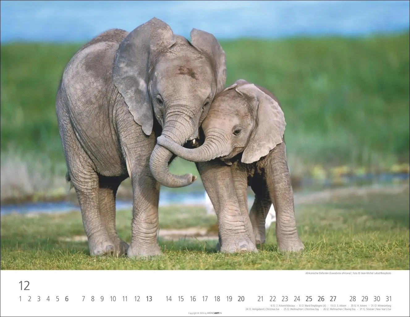Bild: 9783839902912 | Elefantenbabys Kalender 2026 | Kalender | Spiralbindung | 14 S. | 2026